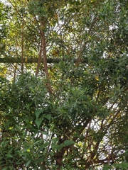 Baccharis heterophylla