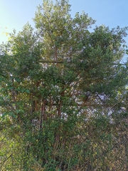 Baccharis heterophylla
