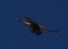 Falco tinnunculus tinnunculus