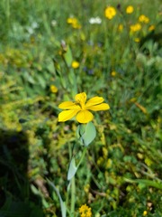 Sisyrinchium graminifolium