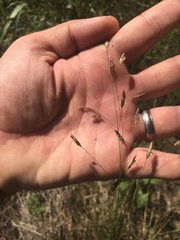 Eragrostis trichodes