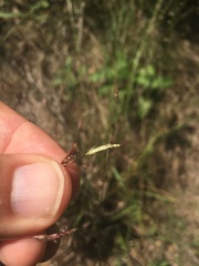 Eragrostis trichodes
