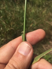 Eragrostis trichodes