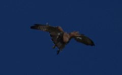 Falco tinnunculus tinnunculus