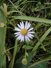 Aster indicus
