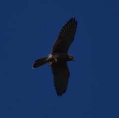 Falco tinnunculus tinnunculus