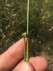 Eragrostis trichodes