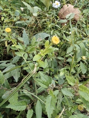 Inula japonica