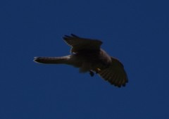 Falco tinnunculus tinnunculus