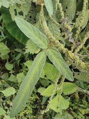 Glycine max soja
