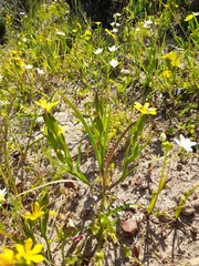 Sisyrinchium graminifolium