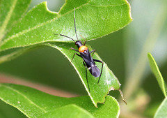 Pseudoxenetus regalis