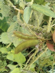 Glycine max soja