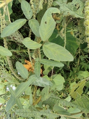 Glycine max soja