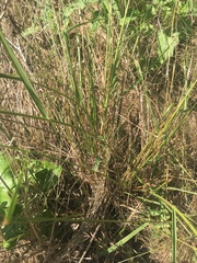 Eragrostis trichodes