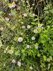 Aster indicus