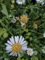 Aster indicus