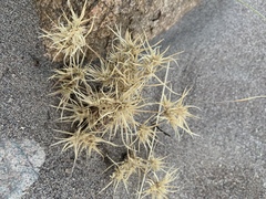 Munroa squarrosa