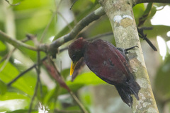 Blythipicus rubiginosus