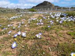 Nolana paradoxa