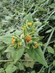 Sigesbeckia pubescens