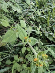 Sigesbeckia pubescens