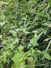 Sigesbeckia pubescens