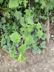 Sigesbeckia pubescens