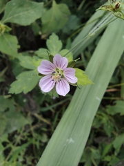 Geranium sibiricum