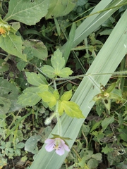 Geranium sibiricum