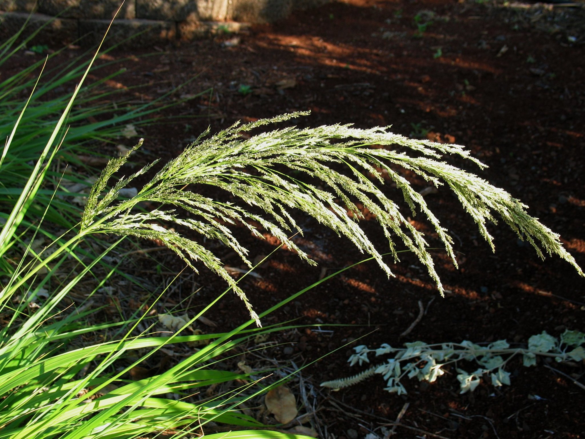 Eragrostis grandis