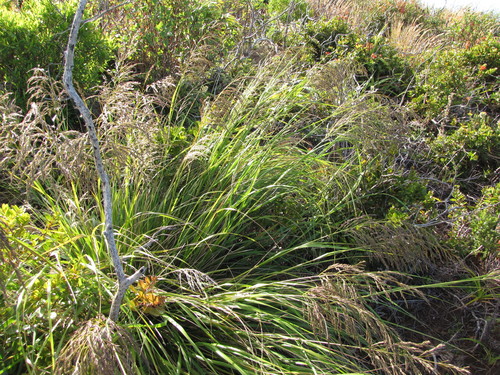 Eragrostis grandis