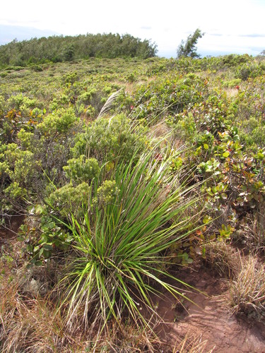 Eragrostis grandis