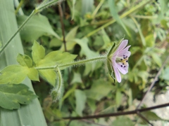 Geranium sibiricum