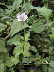 Geranium sibiricum