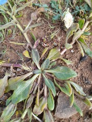 Nolana paradoxa