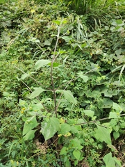 Sigesbeckia pubescens