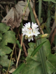 Persicaria thunbergii