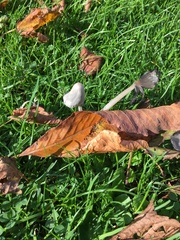 Coprinopsis atramentaria