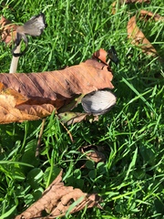 Coprinopsis atramentaria