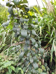 Rhamnus utilis