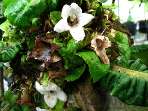 mapele (Cyrtandra cyaneoides)