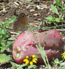 Cissia rubricata smithorum