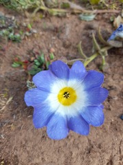 Nolana paradoxa