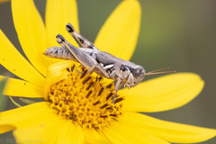 Melanoplus plebejus