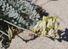 Astragalus traskiae
