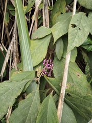 Callicarpa bodinieri