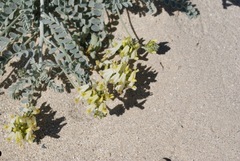 Astragalus traskiae