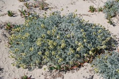 Astragalus traskiae