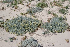 Astragalus traskiae